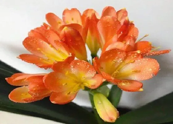 植物常识问题|君子兰小苗夏天如何养长势旺盛