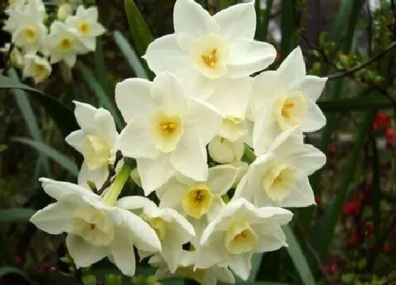 植物常识问题|水仙为什么光长叶子不开花