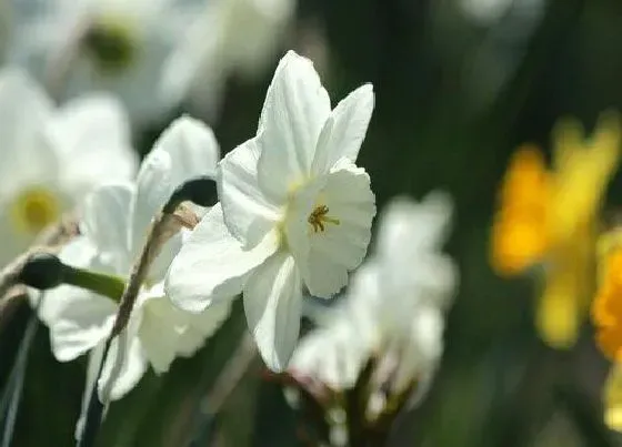 植物常识问题|为什么家里不能养水仙花 水仙花养家里好吗