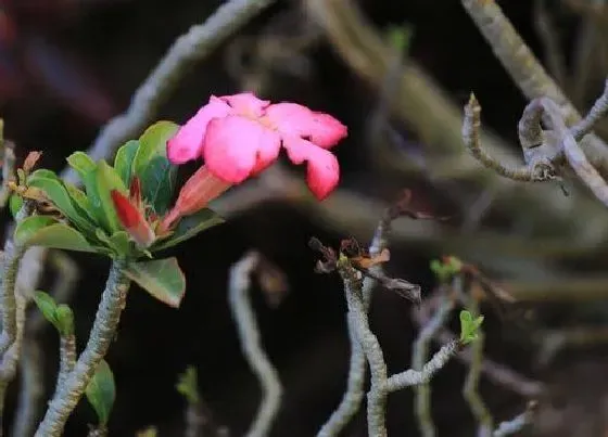 植物常识问题|虎刺梅如何养护土壤疏松不板结