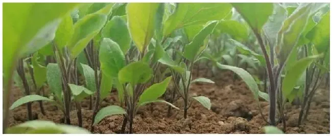 冬季黄瓜定植后温度怎么管理，施什么肥料好 | 农业问题