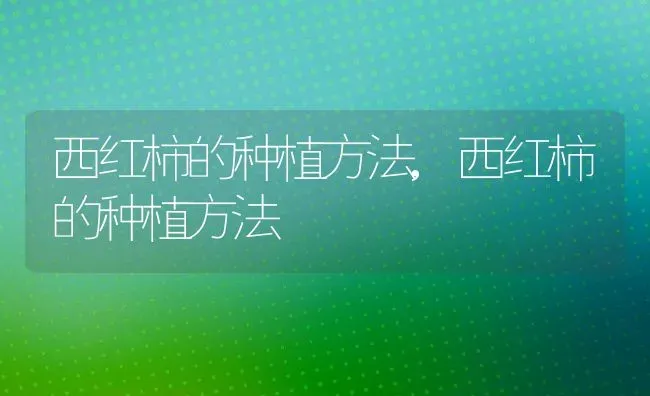 西红柿的种植方法,西红柿的种植方法 | 养殖常见问题
