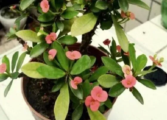 植物常识问题|虎刺梅如何养护土壤疏松不板结