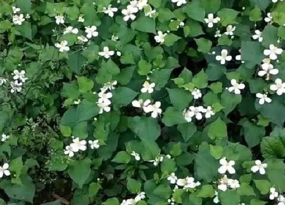 植物常识问题|鱼腥草怎么种植方法