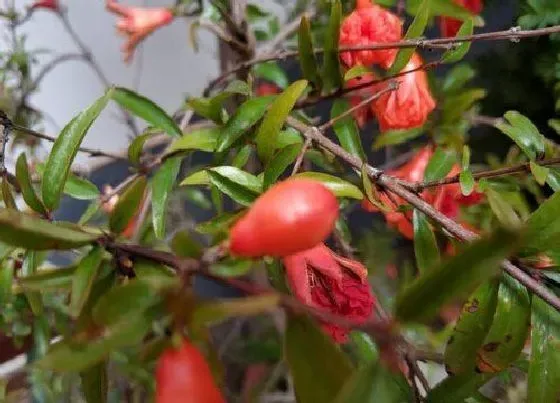 植物常识问题|为什么高处石榴树才开花（石榴树不开花结果是什么原因）