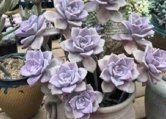 植物常识问题|高温的夏季如何给多肉控水