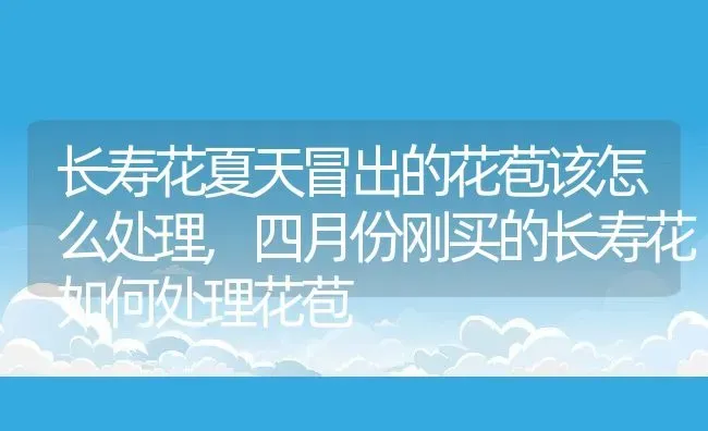 长寿花夏天冒出的花苞该怎么处理,四月份刚买的长寿花如何处理花苞 | 养殖常见问题