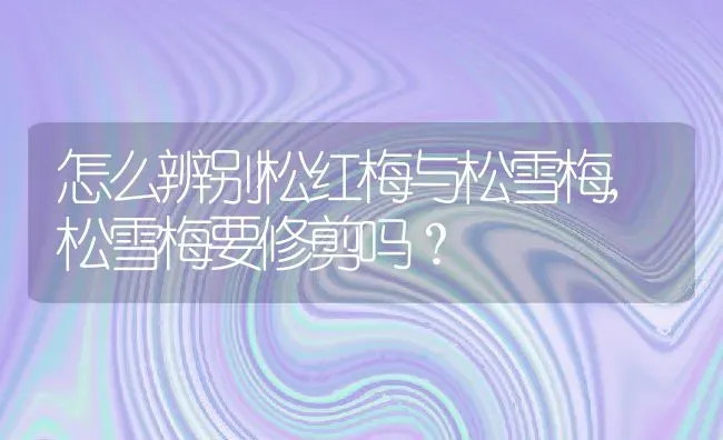 怎么辨别松红梅与松雪梅,松雪梅要修剪吗？ | 养殖常见问题