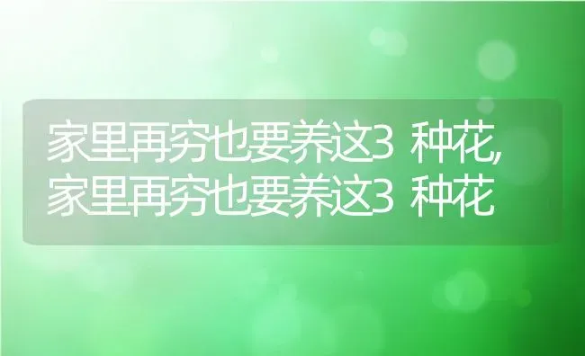 家里再穷也要养这3种花,家里再穷也要养这3种花 | 养殖常见问题