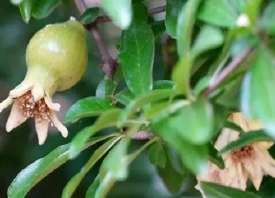 植物常识问题|为什么高处石榴树才开花（石榴树不开花结果是什么原因）