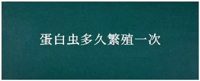 蛋白虫多久繁殖一次 | 科普知识