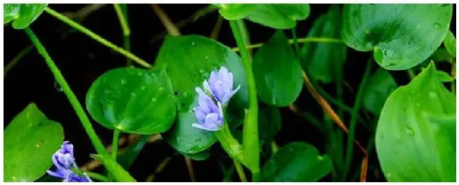 专治鸭舌草用什么农药 | 三农问答