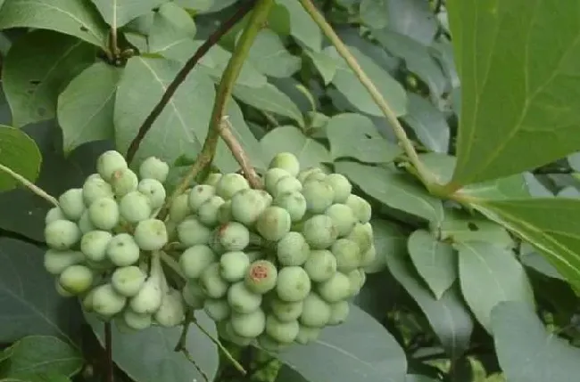 植物常识问题|小血藤和大血藤的区别