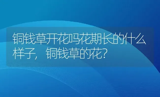 铜钱草开花吗花期长的什么样子,铜钱草的花？ | 养殖常见问题