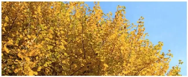 银杏是什么树 | 农业问题