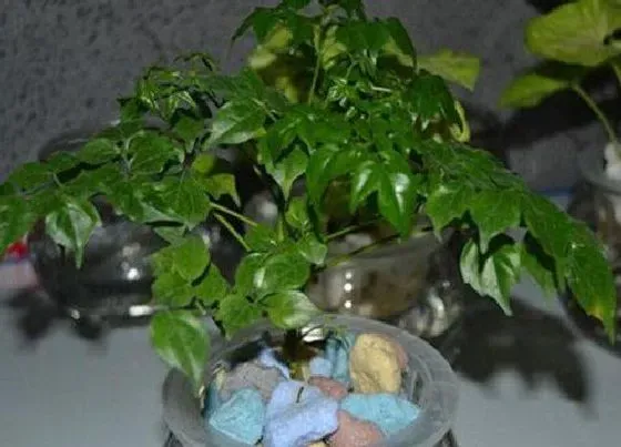 植物常识问题|夏季幸福树叶子易长斑怎么解决