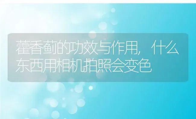 藿香蓟的功效与作用,什么东西用相机拍照会变色 | 养殖常见问题