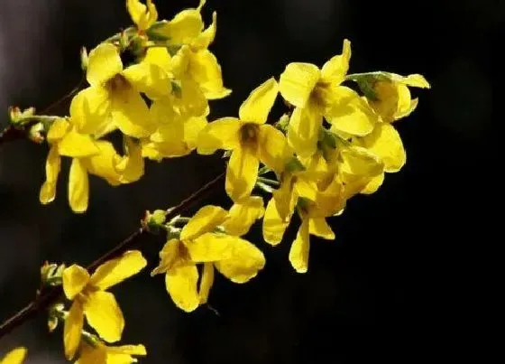 植物常识问题|迎春花和连翘花的区别