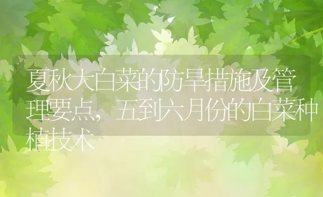 夏秋大白菜的防旱措施及管理要点,五到六月份的白菜种植技术 | 养殖常见问题