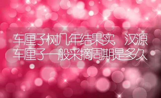 车厘子树几年结果实,汉源车厘子一般采摘周期是多久 | 养殖常见问题