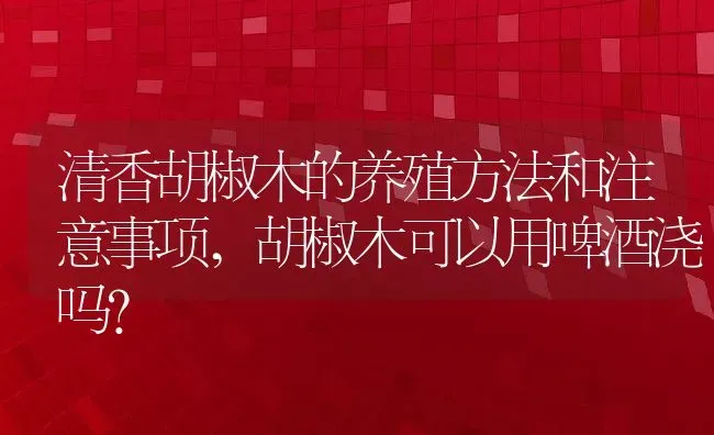 清香胡椒木的养殖方法和注意事项,胡椒木可以用啤酒浇吗？ | 养殖常见问题