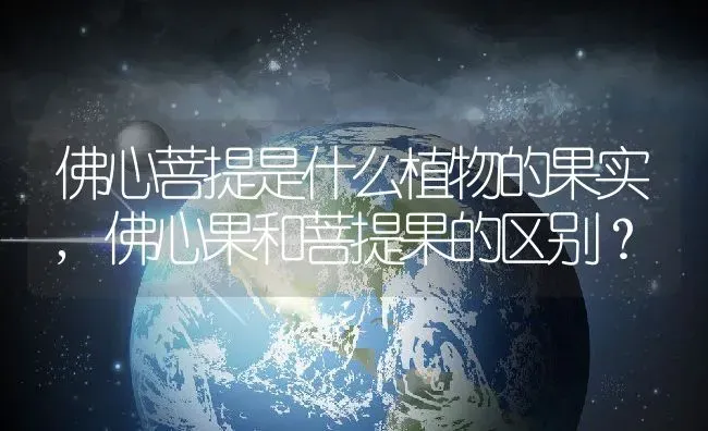 佛心菩提是什么植物的果实,佛心果和菩提果的区别？ | 养殖常见问题