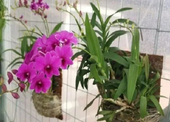 植物常识问题|兰花施肥原则  如何施肥生长旺盛