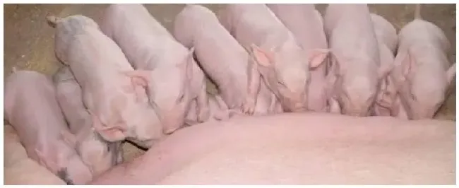 银黄提取物注射治猪的什么病能稀释青霉素吗 | 农业问题