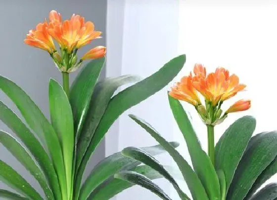 植物常识问题|君子兰小苗夏天如何养长势旺盛