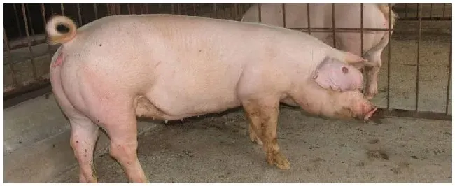 母猪产前不吃食怎么办 | 生活常识