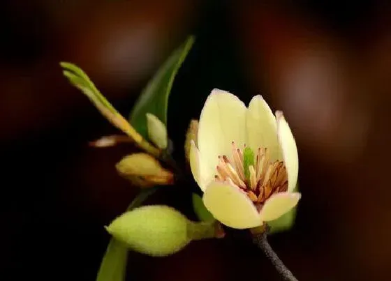 植物常识问题|含笑花怎么养护开花爆盆