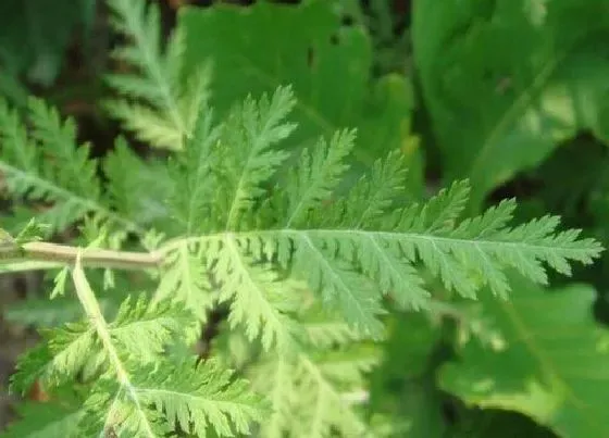 植物常识问题|青蒿和艾草的区别