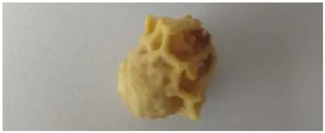 新手怎样人工培育蜂王？ | 科普知识