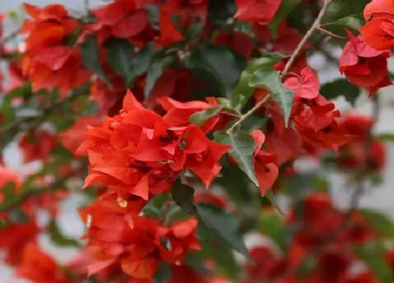 植物常识问题|三角梅容易落花掉蕾是哪些原因造成的