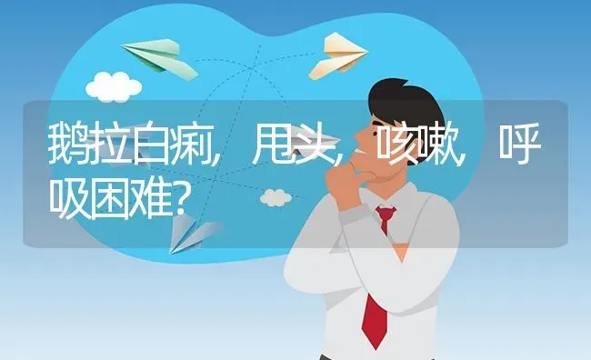 鹅拉白痢,甩头,咳嗽,呼吸困难? | 养殖问题解答