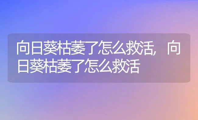 向日葵枯萎了怎么救活,向日葵枯萎了怎么救活 | 养殖常见问题