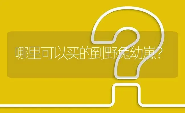 哪里可以买的到野兔幼崽? | 养殖问题解答