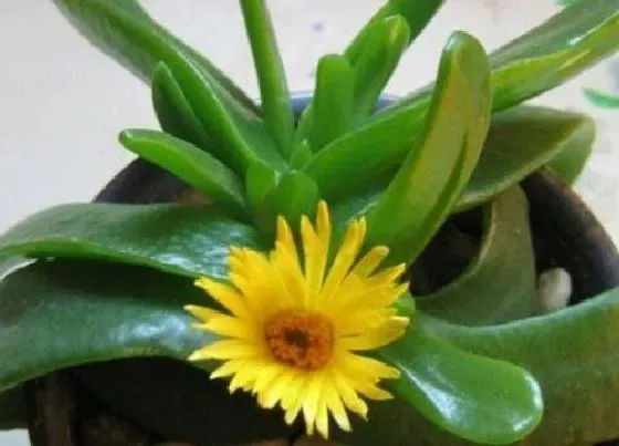 植物常识问题|佛手托金养殖方法