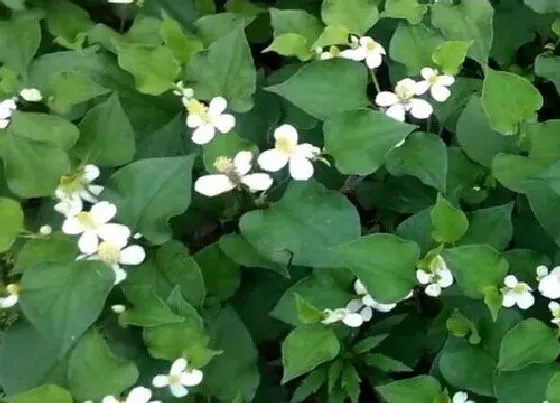 植物常识问题|鱼腥草怎么种植方法