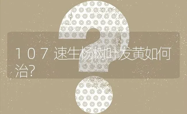 107速生杨树叶发黄如何治? | 养殖问题解答