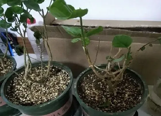 植物常识问题|茉莉花叶子上有小白虫怎么办 茉莉生白虫会飞如何处理