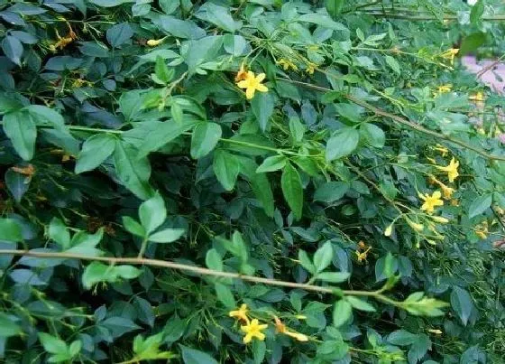 植物常识问题|探春花开花养殖方法