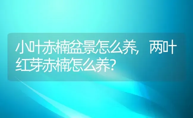 小叶赤楠盆景怎么养,两叶红芽赤楠怎么养？ | 养殖常见问题