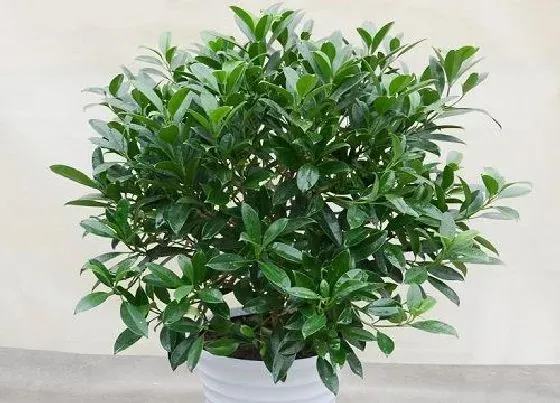 植物常识问题|夏季茉莉花不开花的原因及解决方法