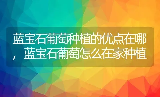 蓝宝石葡萄种植的优点在哪,蓝宝石葡萄怎么在家种植 | 养殖常见问题