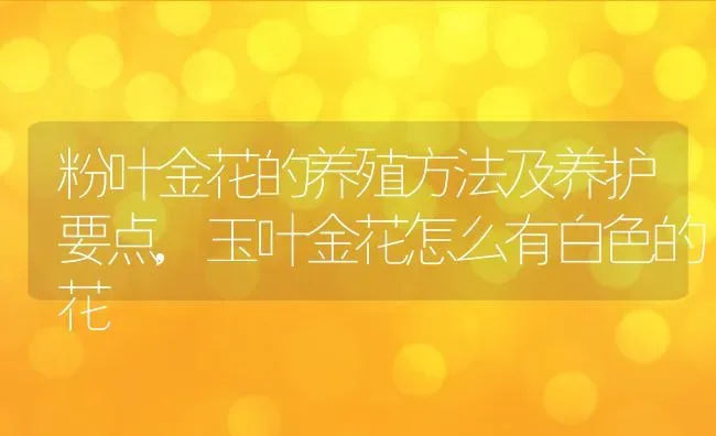 粉叶金花的养殖方法及养护要点,玉叶金花怎么有白色的花 | 养殖常见问题