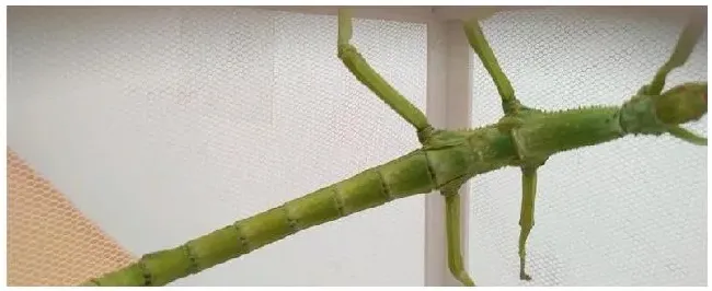 竹节虫是益虫还是害虫 | 农业问题