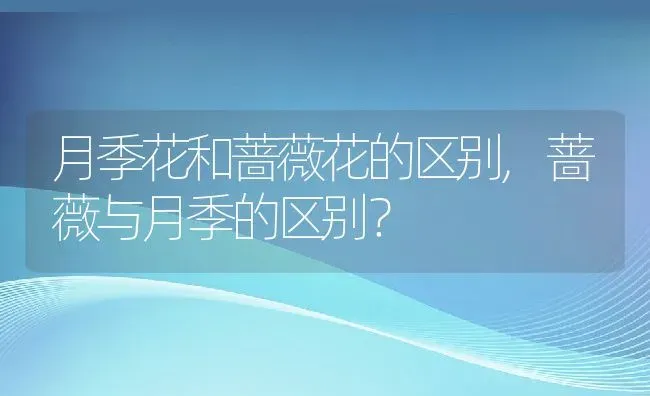 月季花和蔷薇花的区别,蔷薇与月季的区别？ | 养殖常见问题