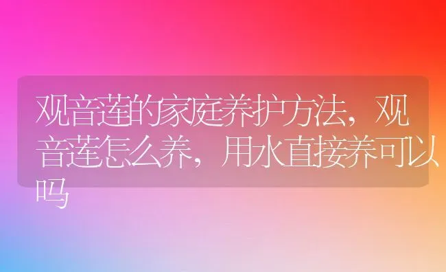 观音莲的家庭养护方法,观音莲怎么养，用水直接养可以吗 | 养殖常见问题