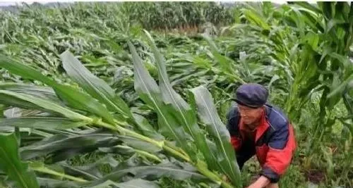 植物常识问题|刮风下雨玉米倒了怎么办（暴雨过后玉米倒伏如何管理）